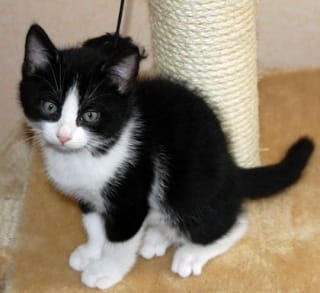 chaton errant en Guyane Française