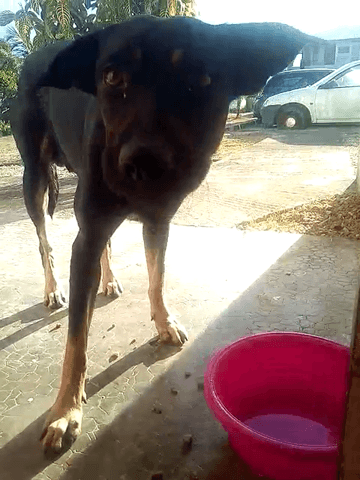 race inconnue de chien errant