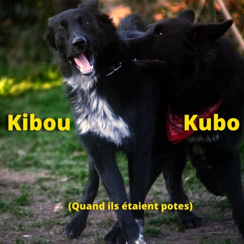 Entente difficile entre chiens frères