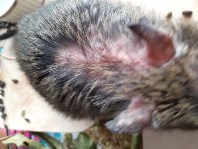 Perte de poils octodon