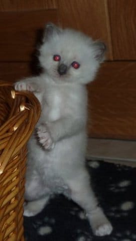 Mon chaton mange beaucoup