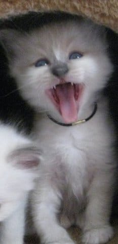 Lait pour chaton