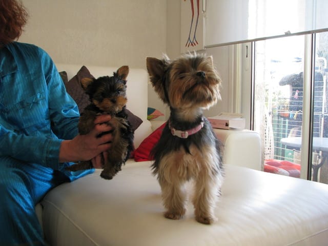 sterilisation de la chienne