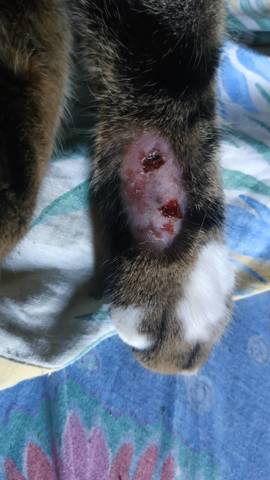 Morsures questions avec photos