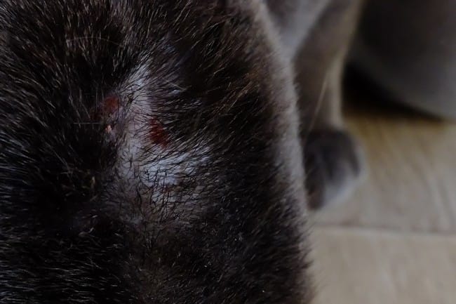 Petites plaies à la tête