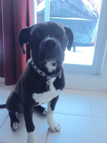 Quelle race selon vous ?