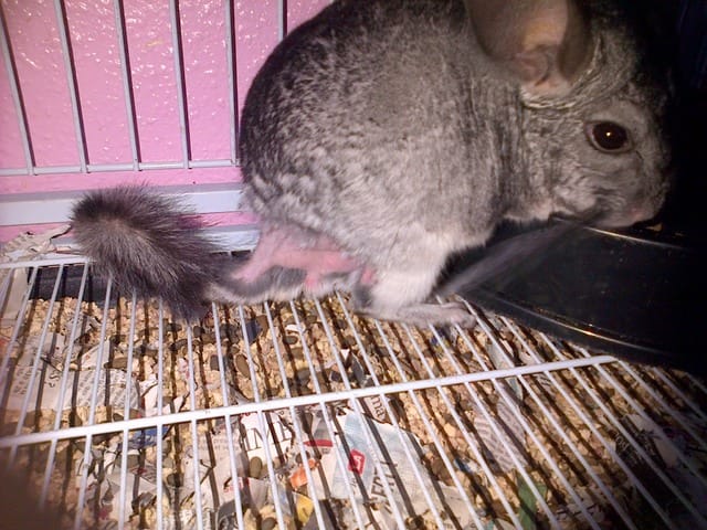 mon chinchilla perd des poil du millieu de la queu jusque au dos 