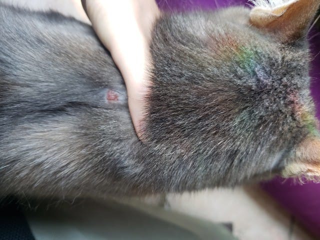 Blessure non idéntifié