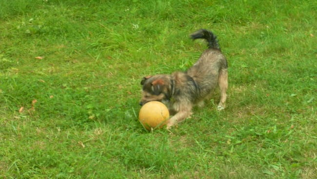 Mon chien ne revient pas quand il voit d'autres chiens