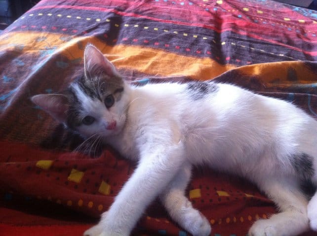 Problème de comportement de mon chaton