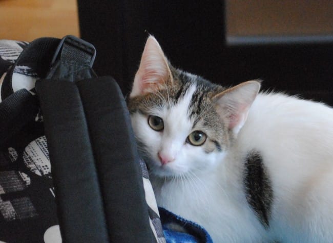 Besoin d'aide (encore) pour ma Pimousse ! Urgent :/