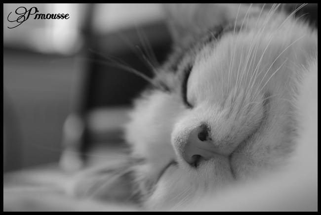 Pimousse a des vers blancs au niveau des fesses