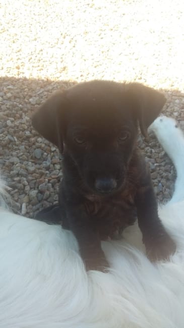 est ce que quelqu'un c'est quoi comme race ce ptit loulou??