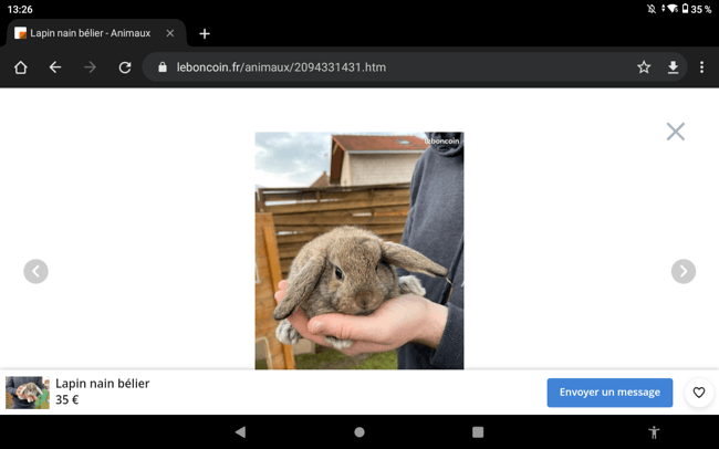 Prénom pour un lapin