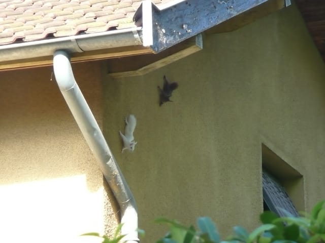 écureuil blanc photo