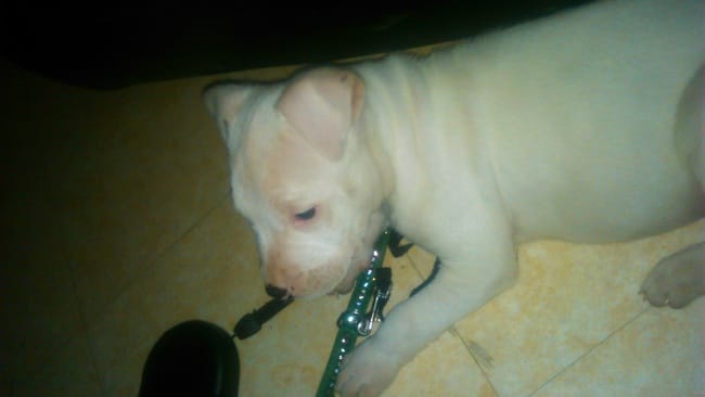 a votre avis , ce chiot est un staff ou dogue argentin ?