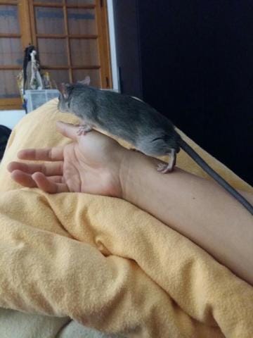 Souris ou rat?