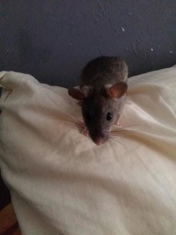 Souris ou rat?