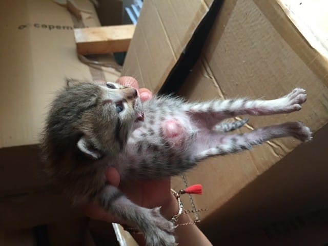 Boule sur le ventre d’un chaton