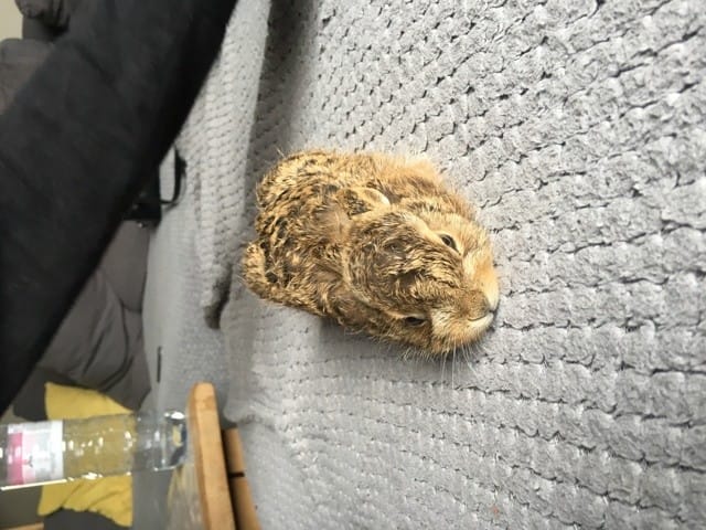 Bébé lapin ou bébé lièvre ?