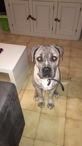 Poids chiot cane corso