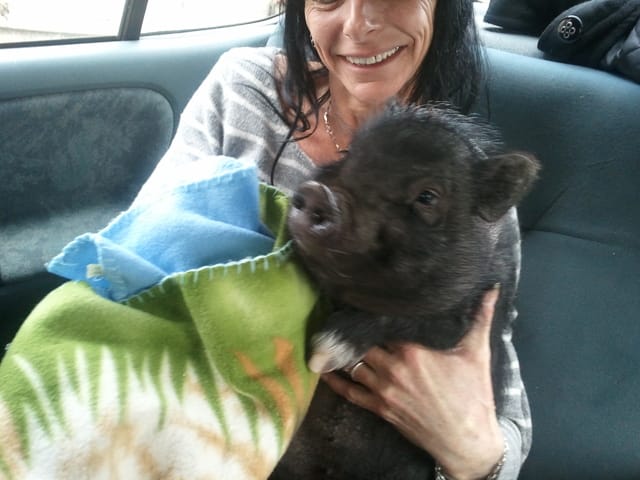 copain comme cochon !