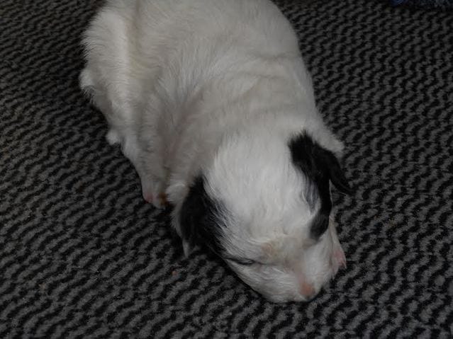 Border Collie blanc dominant ?