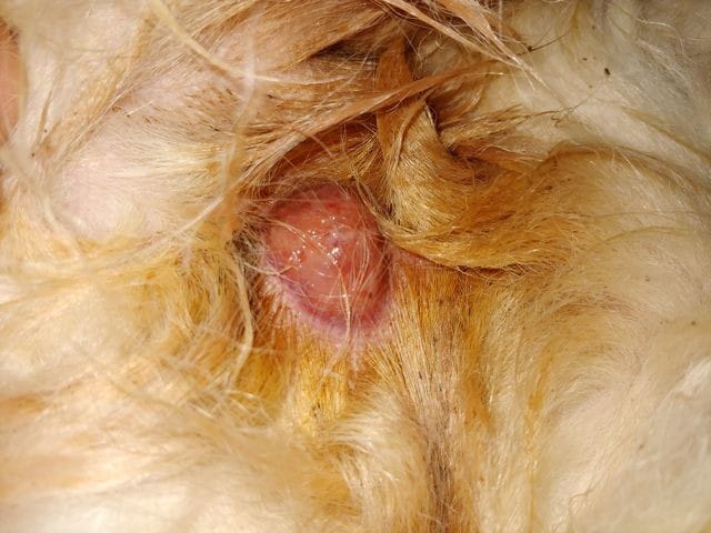 Kyste ou boule douloureuse et sanguinolente