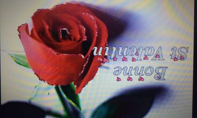 BONNE ST VALENTIN A TOUS LES AMOUREUX DES ANIMAUX