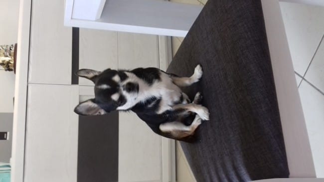 Sosie masculin de LOU de Danse Avec Les Stars