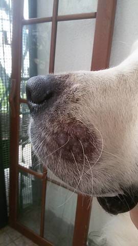 Infection Visage Golden Retriever