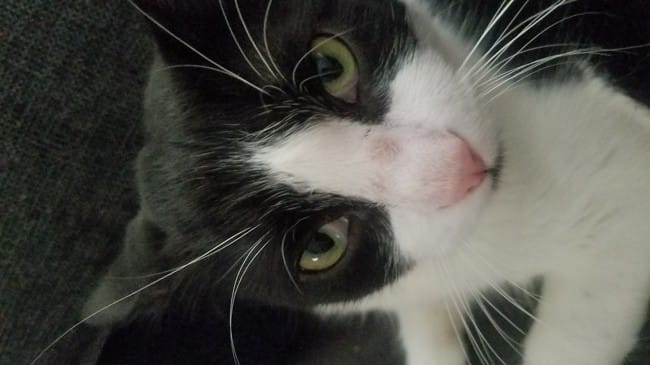 Bosse sur le nez de mon chat