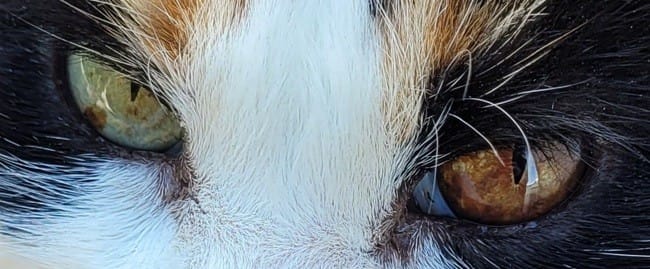 Vieille chatte et tâche marron sur un œil vert/jaune