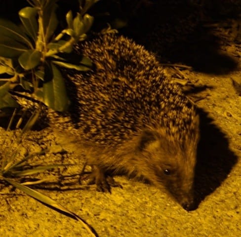Des hérissons viennent chez moi