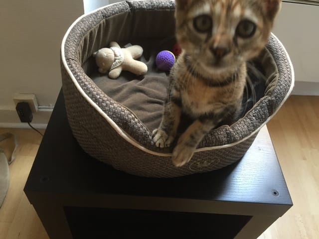 Puis-je laisser sortir mon chaton quand je vais à la campagne ?