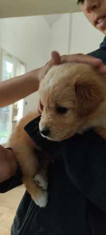 De quelle race est mon chien selon vous