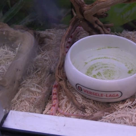 Pantherophis Okeetee Albinos, bon premier serpent ?