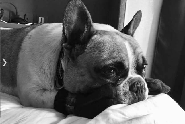chien agréssif avant que les gents partent