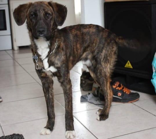 Jeune chien Cursinu très petit ??