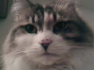 notre chat nous a quitté