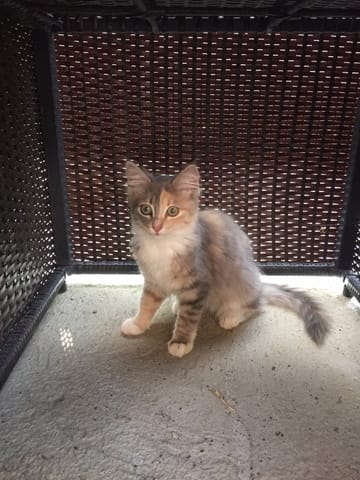 Donne chaton dans le 78