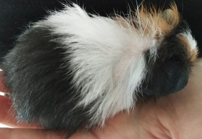 Bébé cochon d'Inde perd ses poils
