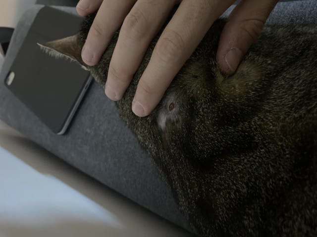 Help Pelade de mon chat ?