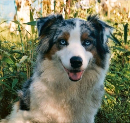 le berger australien ...ma passion