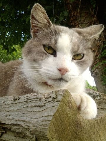 présenter vos minou est la race que vous rêvait d'avoir.