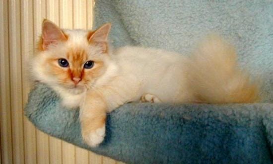 Quelle est votre race de chat et chien préféré !