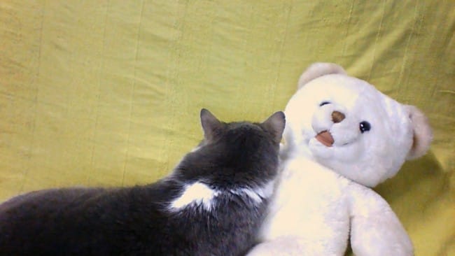 Photo de vos chat en train de dormir !