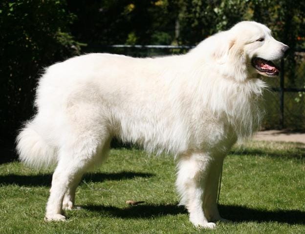 Pour les propriétaire de chien avec grosse patounes (saint bernard ,montagne des pyrénées)