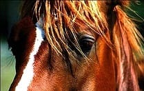 Comment changer son avatar ?