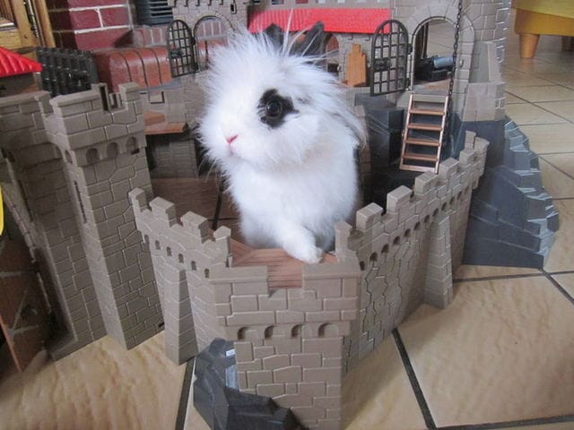 je vous présente Biscuit  ♥♥♥